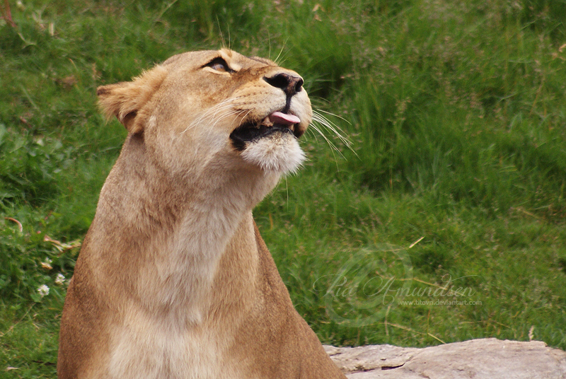 Lioness Portrait II