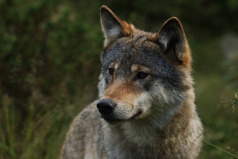 Wolf Portrait