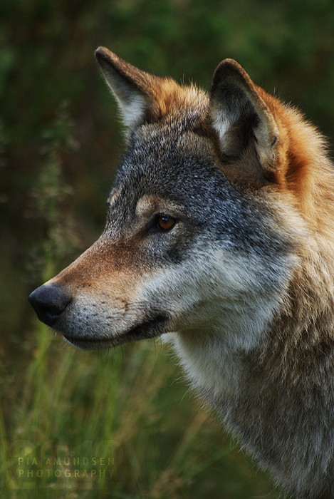 Wolf Portrait II