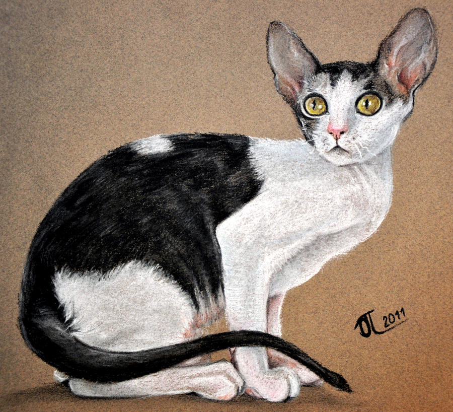 Cornish Rex