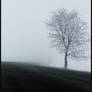 Foggy Tree