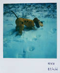 Pola Dog in snow by mathildedn