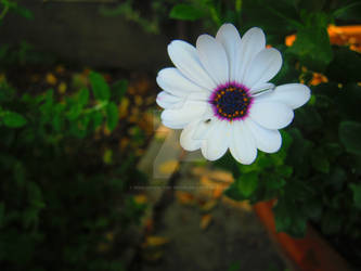 Soprano White Daisy