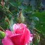 Bright Pink Rose in Bloom