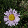 Colorado Tansy-Aster