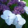 Purple Dream Hydrangea