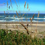 Wild Grass on the Beach