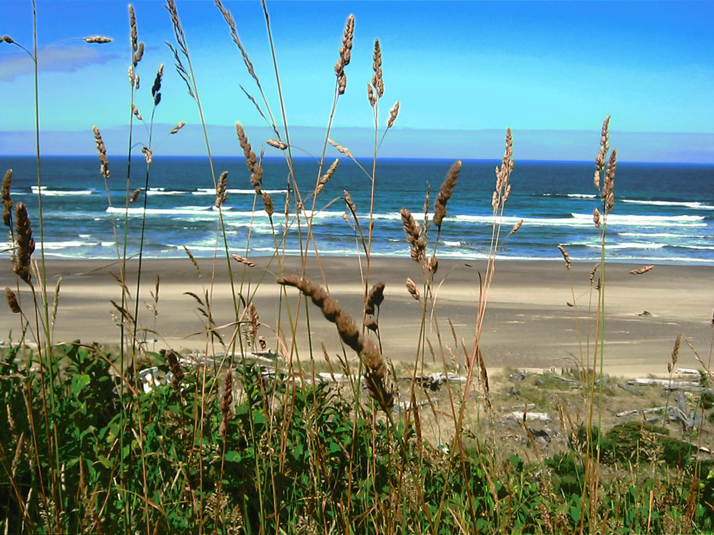 Wild Grass on the Beach