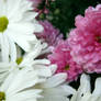 Chrysanthemum with Daisies