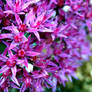 Little Pink Star Flowers