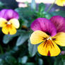 Yellow Pansies