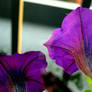 Bright Purple Petunias