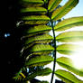 Giant Weed Frond in Light