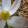 Pasque Flower