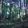 Forest 1