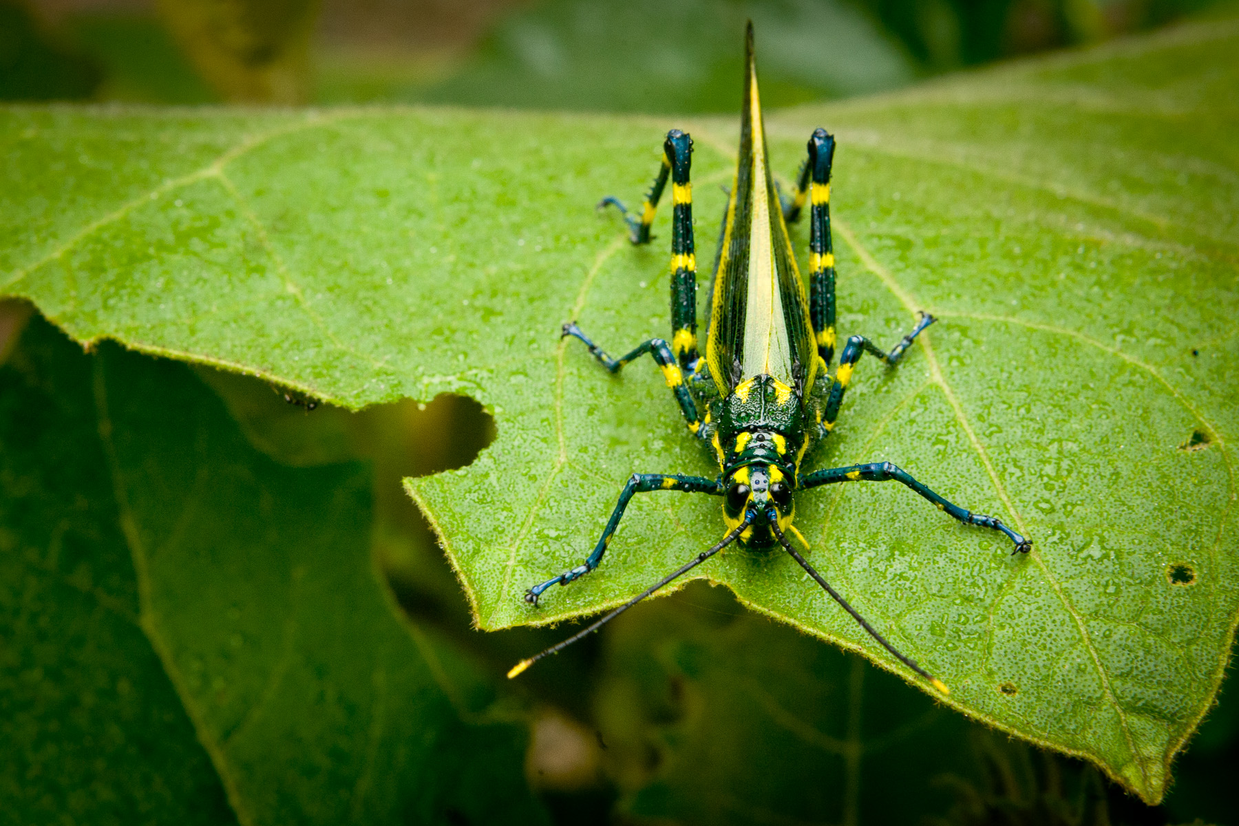 Two Toned Grasshopper