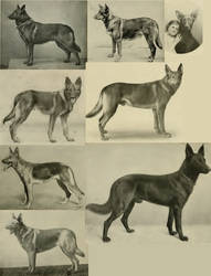 GSD German Shepherd  1900 - 1906