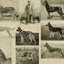 GSD German Shepherd  1908 - 1912