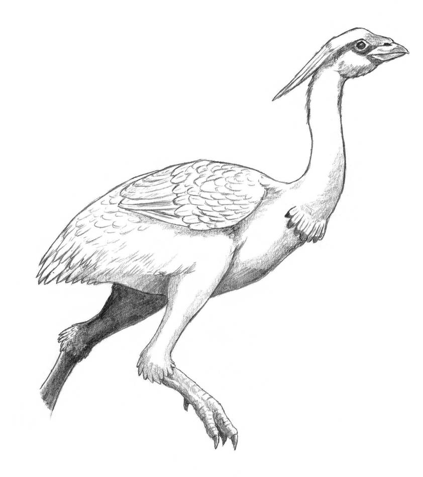 Dinosaur Rhea False Rhea 2.0 by Asanbonsam on DeviantArt