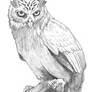Hopper owl