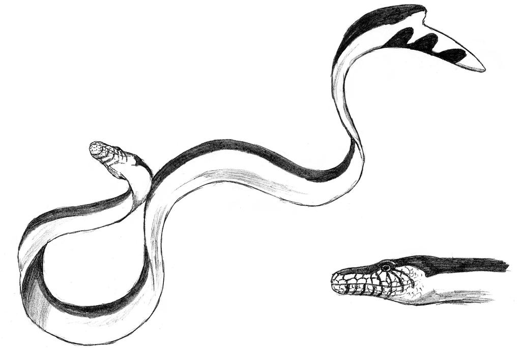 Sea Snake Modification The-new-sea-snake by Asanbonsam on DeviantArt