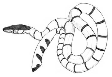 The-river-snake