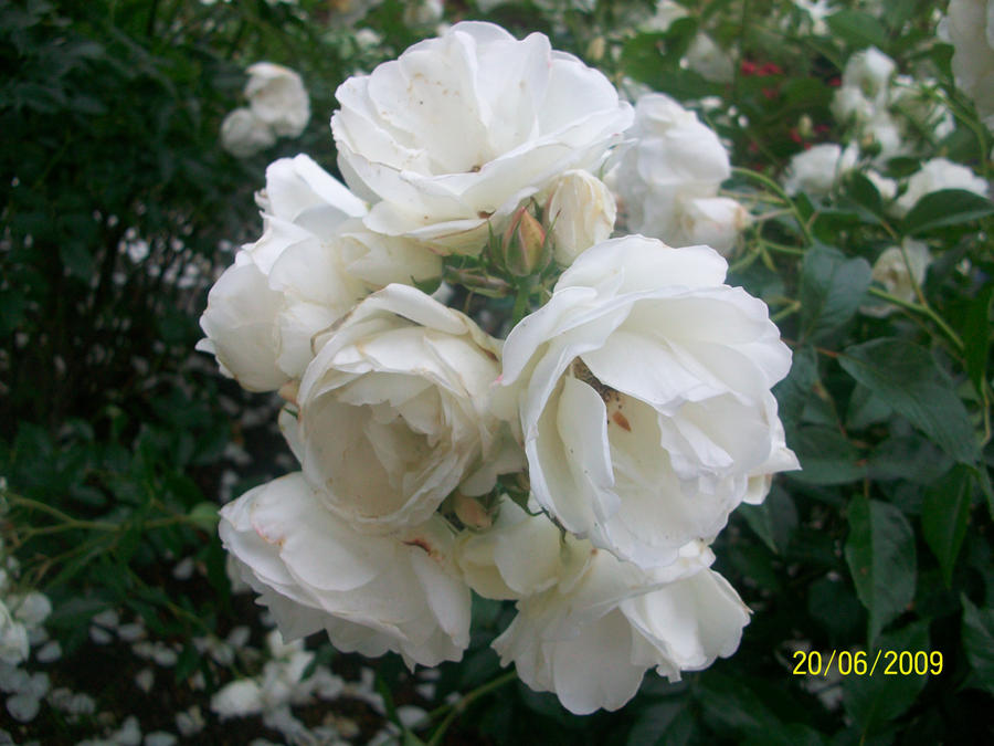 White Rose Cluster by wallaby96 on DeviantArt