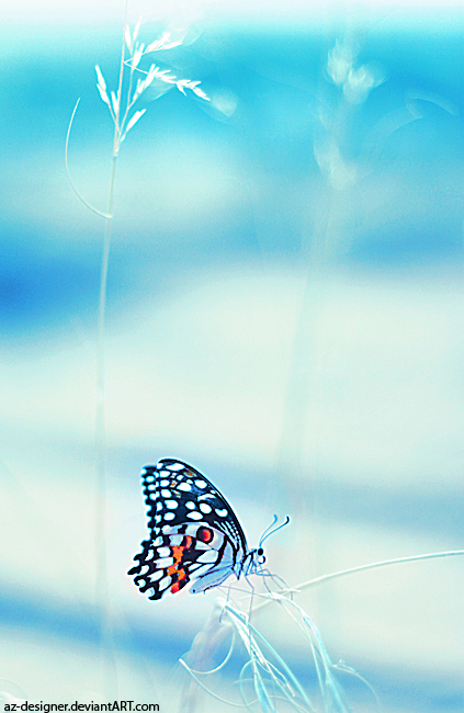 butterfly 2