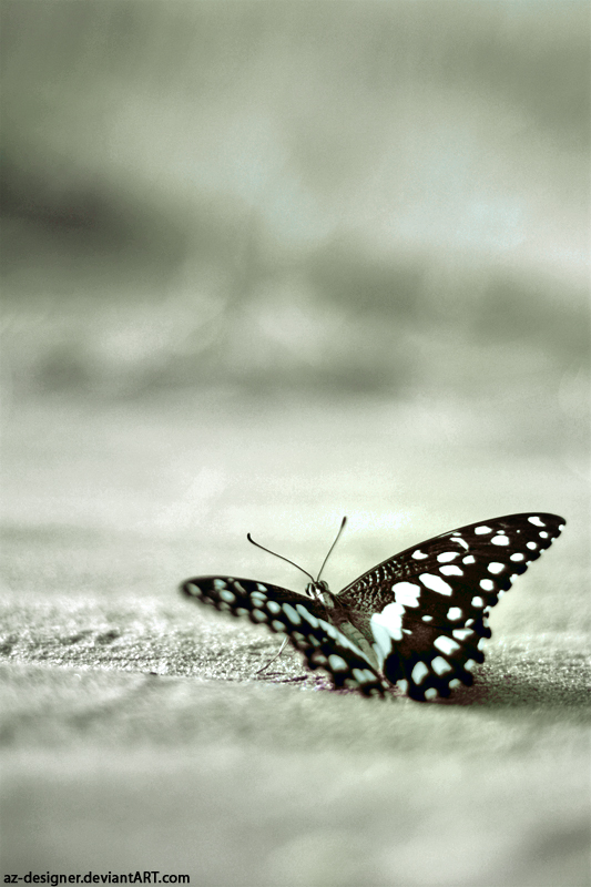 butterfly 3