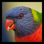 Rainbow Lorikeet II by robin-ic