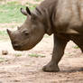 Young Black Rhino