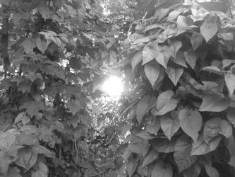 Light through a bush