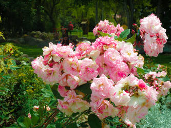 pink flowers