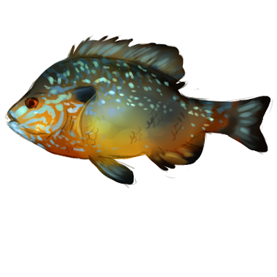 Pumpkinseed Sunfish