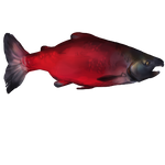 Sockeye Salmon by Shivali-Lorekeeper