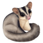 Sugar Glider Companion by Shivali-Lorekeeper