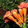 orange flowers