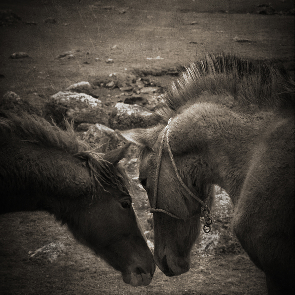 Brown Horses