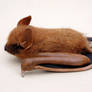 Eastern Pipistrelle bat brooch 2