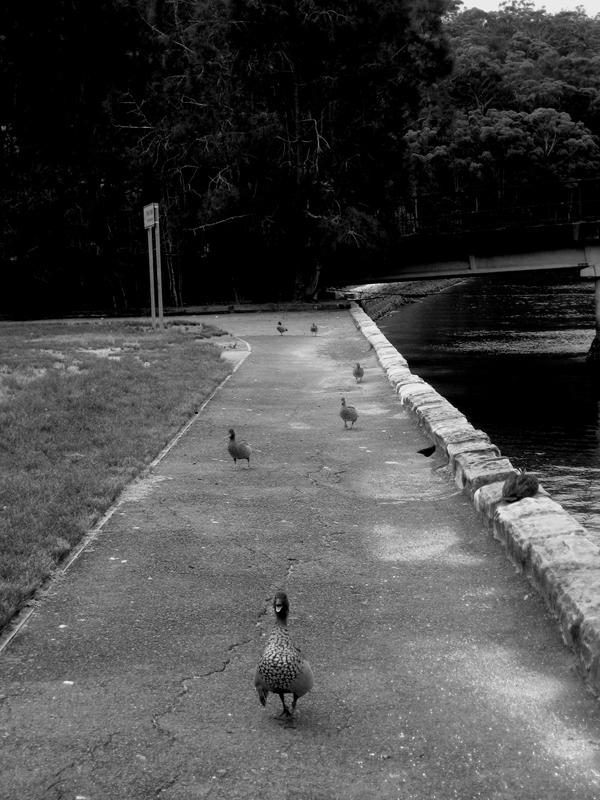 A Procession of Ducks