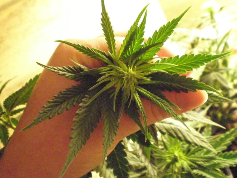 Image result for femalemarijuana