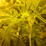 Female marijuana plant2