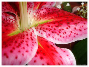 Stargazer Lillie