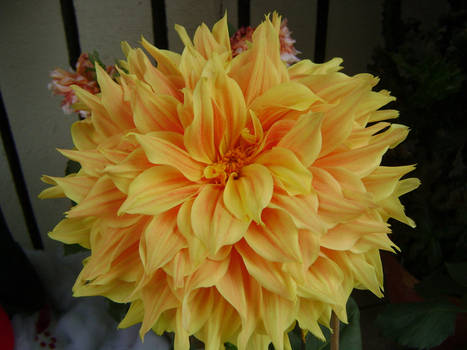 dahlia