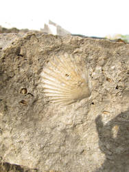 Fossil from Yucatan by Elainn