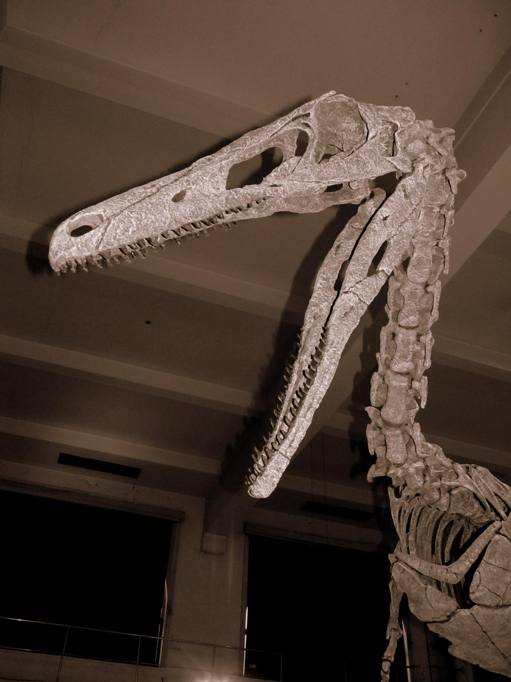 Austroraptor