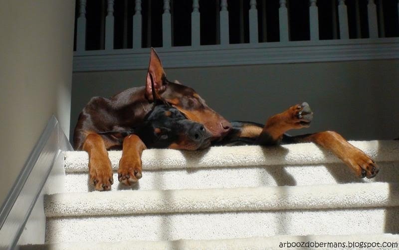 Sleeping together in the sun