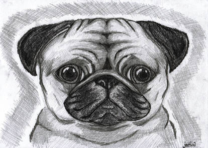 Because Pugs Are Just The Cutest Things!