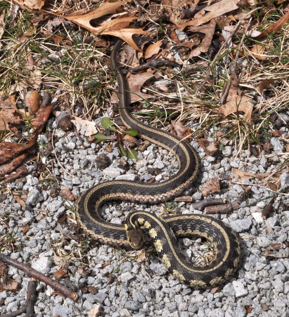 Wild Garter Snake