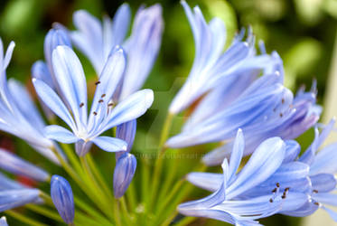 blue lily